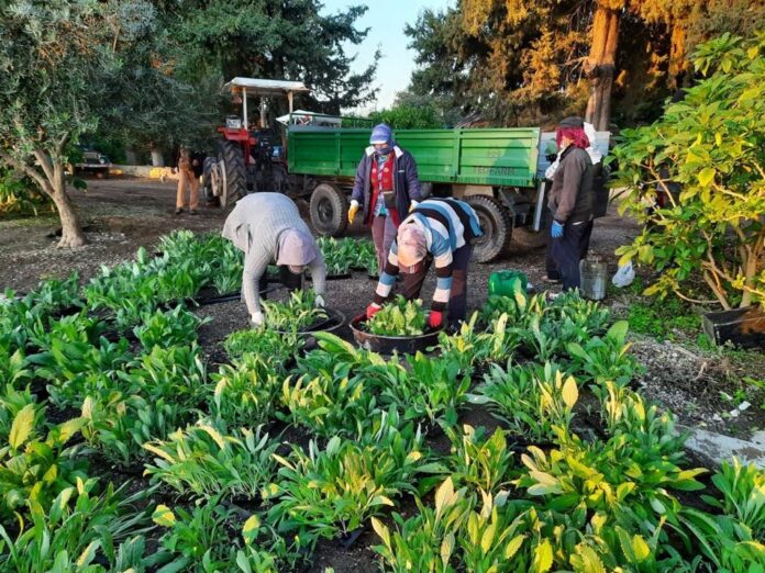 TEOFARM Markası Kurucularından Elif Ovalı: “Kentin Yeniden İnşasında Tarım Alanlarının Korunması Çok Önemli”